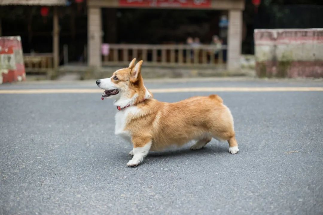 再见，我的老伴侣
